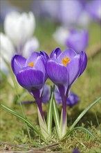 Crocuses (Crocus spec.) in bloom in spring, North Rhine-Westphalia, Germany, Europe