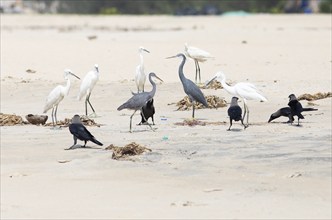 Great egret (Ardea alba, syn.: Casmerodius albus, Egretta alba), Western reef heron (Egretta