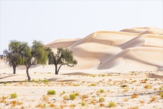 Trees in front of sand dunes, green vegetation, Rub al Khali desert, Dhofar province, Arabian