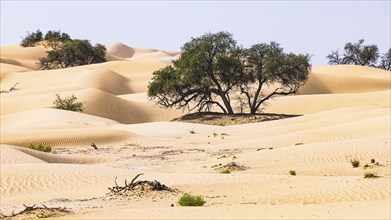 Trees in the sand dunes, Rub al Khali desert, Dhofar province, Arabian Peninsula, Sultanate of Oman