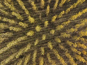 European Aspen (Populus tremula) in autumnal colours. Cultivated for timber. Aerial view. Drone