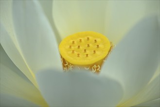 Seed capsule of a lotus (Nelumbo), Botanical Garden, Erlangen, Middle Franconia, Bavaria, Germany,