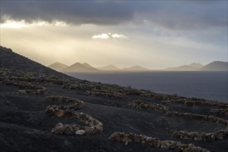 Grapevines growing in black volcanic soil in protected enclosed pits, La Geria, Lanzarote, Canary