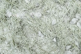 Leaves and grass covered with hoarfrost. Abstract floral background, garden and winter concept.