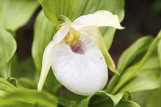 Beautiful orchids of different colors on green background in the garden. Lady's-slipper hybrids.