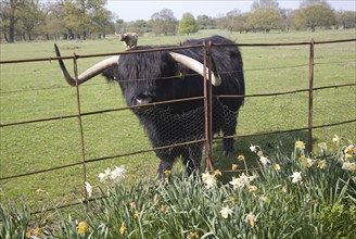 Longhorn Highland cattle at Helmingham Hall, Suffolk, England, United Kingdom, Europe