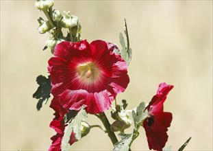 Flowering hollyhock (Alcea rosea), North Rhine-Westphalia, Germany, Europe