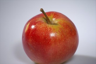 Europe, Germany, Lower Saxony, red apple, cultivation in the Altes Land near Hamburg, Malus,