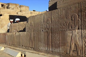 Reliefs and engravings on the walls of the Kom Ombo Temple on the Nile, Africa, Upper Egypt, Egypt,