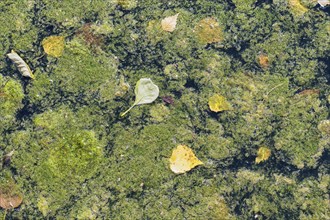 Texture of duckweed on the surface of the water