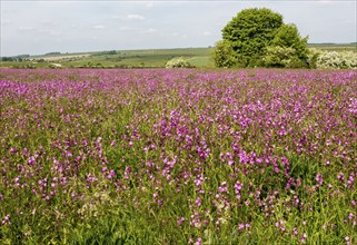 Red campion, Silene dioica, flowering chalk upland grassland Salisbury Plain, near Tilshead,