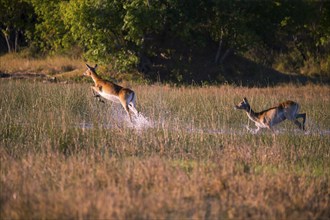 Red hartebeest (Kobus leche) ml, Okavango Delta, Botswana, Okavando Delta, Botswana, Africa