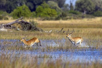 Red hartebeest (Kobus leche) ml, Okavango Delta, Botswana, Okavando Delta, Botswana, Africa