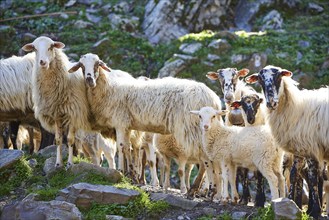 A flock of sheep including a lamb standing on a rocky ground in the green, Lefka Ori, White