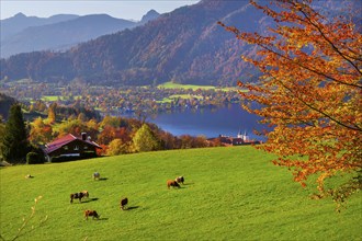 Mountain meadow with cows above the lake in autumn, Tegernsee, Tegernsee, Tegernseer Tal, Mangfall