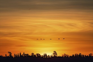 Cranes (Grus grus) flying over a forest at dusk