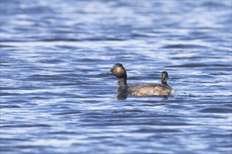 Black necked grebe (Podiceps nigricollis) adult bird in breeding plumage on a lake, Yorkshire,