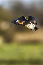 Eurasian Wigeon, (Mareca penelope) male in flight over marshes