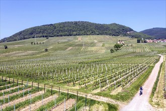 Aerial view cyclist riding through vineyards in the southern wine route, Frankweiler, 25 05 2023