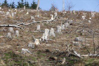 Deforested trees on the banks of the Granetal dam, Langelsheim, 07 04 2023