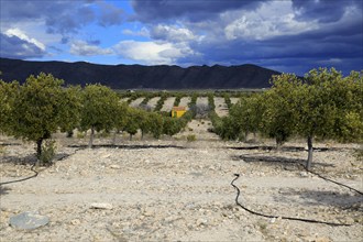 Landscape of dramatic storm clouds over olive trees, Uleila del Campo, Almeria, Spain, Europe