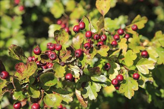 Close up of hawthorn berries growing on bush, Suffolk, England, UK