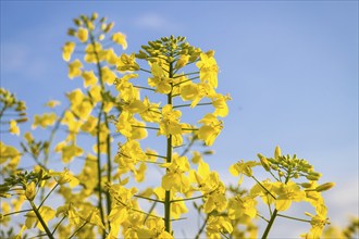 Canola flower in summer with blue sky background