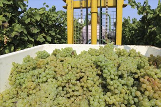 Grape grape harvest: Hand-picking of Chardonnay grapes in Meckenheim, Palatinate