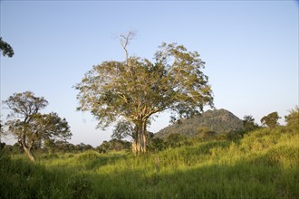 Lowland dry forest vegetation, Hurulu Eco Park biosphere reserve, Habarana, Anuradhapura District,