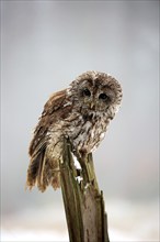 Tawny Owl (Strix aluco), adult in winter on a wait, Zdarske Vrchy, Bohemian-Moravian Highlands,