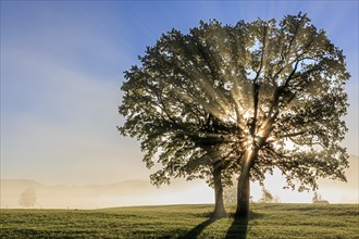 Silhouette of trees in the fog and morning light, sunbeams, Loisach-Lake Kochel moors, Alpine