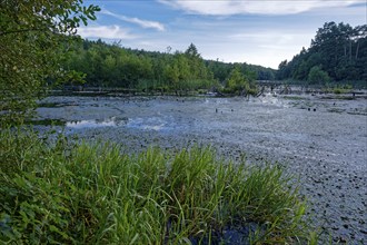 The Jezioro Zatorek lake with reeds and water lilies on the edge of the Wolin National Park, also