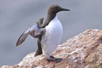 Common guillemot (Uria aalge), adult, on sandstone cliffs on the steep coast, Heligoland, North