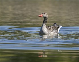 Greylag goose (Anser anser) swimming on a pond, Thuringia, Germany, Europe