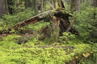 Dead wood, golden boletes (Suillus grevillei) growing from dead wood in the spruce forest (Picea)