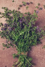 Bouquet of herb ombalo, marsh mint, bunch of mint, top view, on a brown background, spice, Georgian