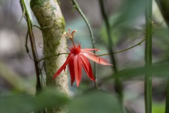 Flower of a red passion flower (Passiflora vitifolia) in the tropical rainforest, Corcovado