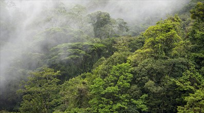 Fog drifts through the rainforest, treetops in the dense forest, mountain rainforest, Alajuela