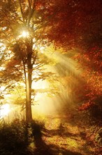 Forest path through beech forest in full autumn colour in autumn, sun shining through morning fog,