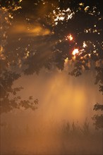 Sun, sunbeams, tree, morning mist, Lower Saxony, Germany, Europe