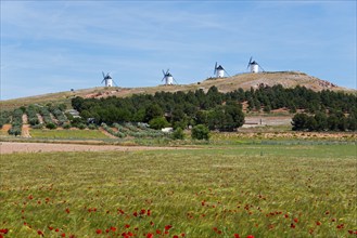 Several windmills on a hill with green fields and red flowers in the landscape under a blue sky,