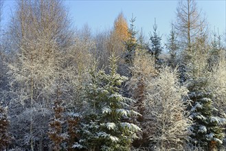 Winter landscape, mixed forest, spruce (Picea abies), birch (Betula), copper beech (Fagus