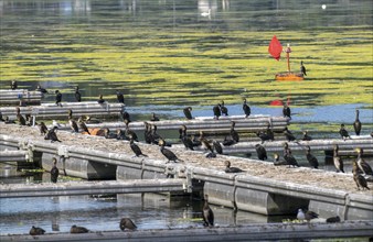 Lake Baldeney, Ruhr reservoir, cormorants and other birds, sitting on a jetty, Essen, North