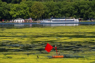 Green carpet of plants on Lake Baldeney in Essen, proliferating aquatic plant Elodea, waterweed, an