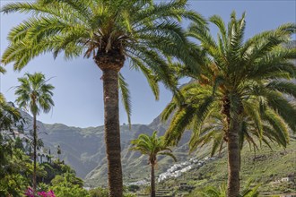 Valley of Agaete, Barranco de Agaete, Agaete, Gran Canaria, Canary Islands, Spain, Agaete, Gran