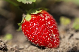 Close-up of a ripe strawberry in your own garden