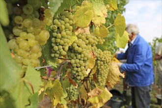 Grape grape harvest: Hand-picking of Chardonnay grapes in the Palatinate (Norbert Groß winery,