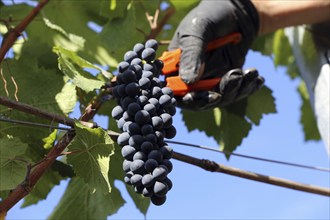 Grape grape harvest: Hand-picking Pinot Noir grapes in the Palatinate