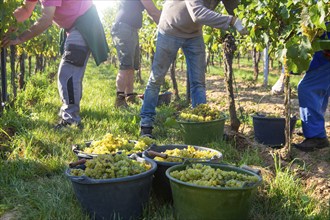 Hand-picking of Chardonnay grapes in the Palatinate in 2023 (Norbert Groß winery, Meckenheim) . The