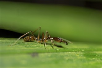 Snapping pine ant (Odontomachus sp.1) sitting on a leaf at night, at night in the tropical